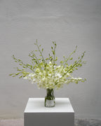 White Orchid en Masse