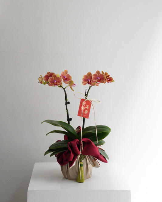 Orange Blessings Phalaenopsis Orchid