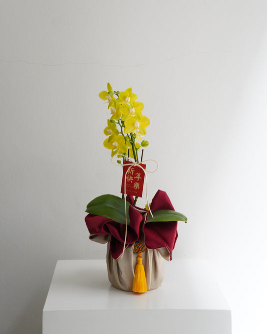 Golden Fortune Phalaenopsis Orchid