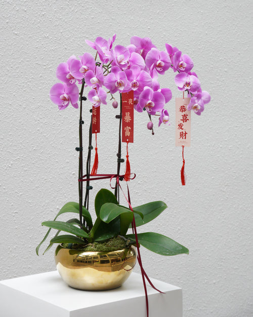 3 Orchids in a Pot