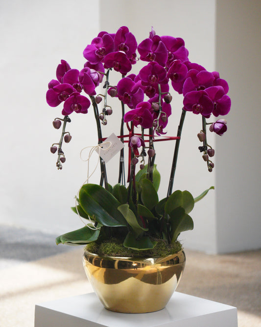 5 Orchids in a Pot