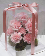 Carnations Garden