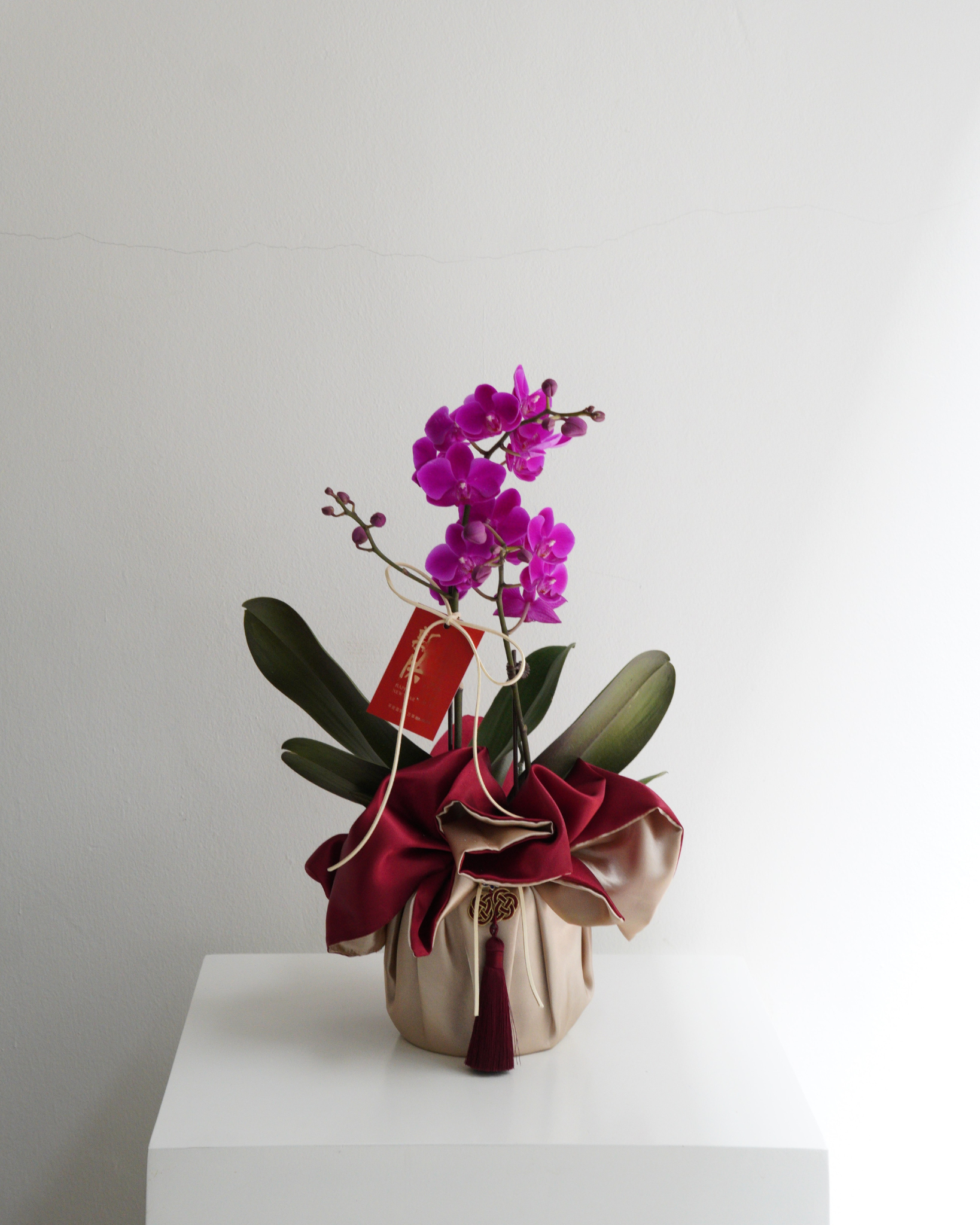 Double Stem Mini Orchid
