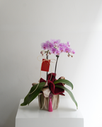 Double Stem Mini Orchid