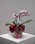 Double Stem Mini Orchid - Fiore Arte