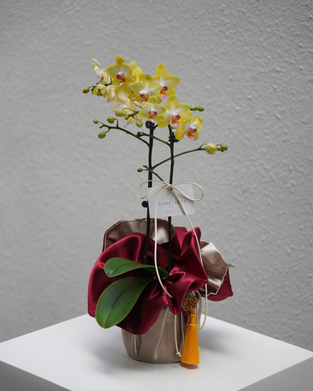 Double Stem Mini Orchid - Fiore Arte