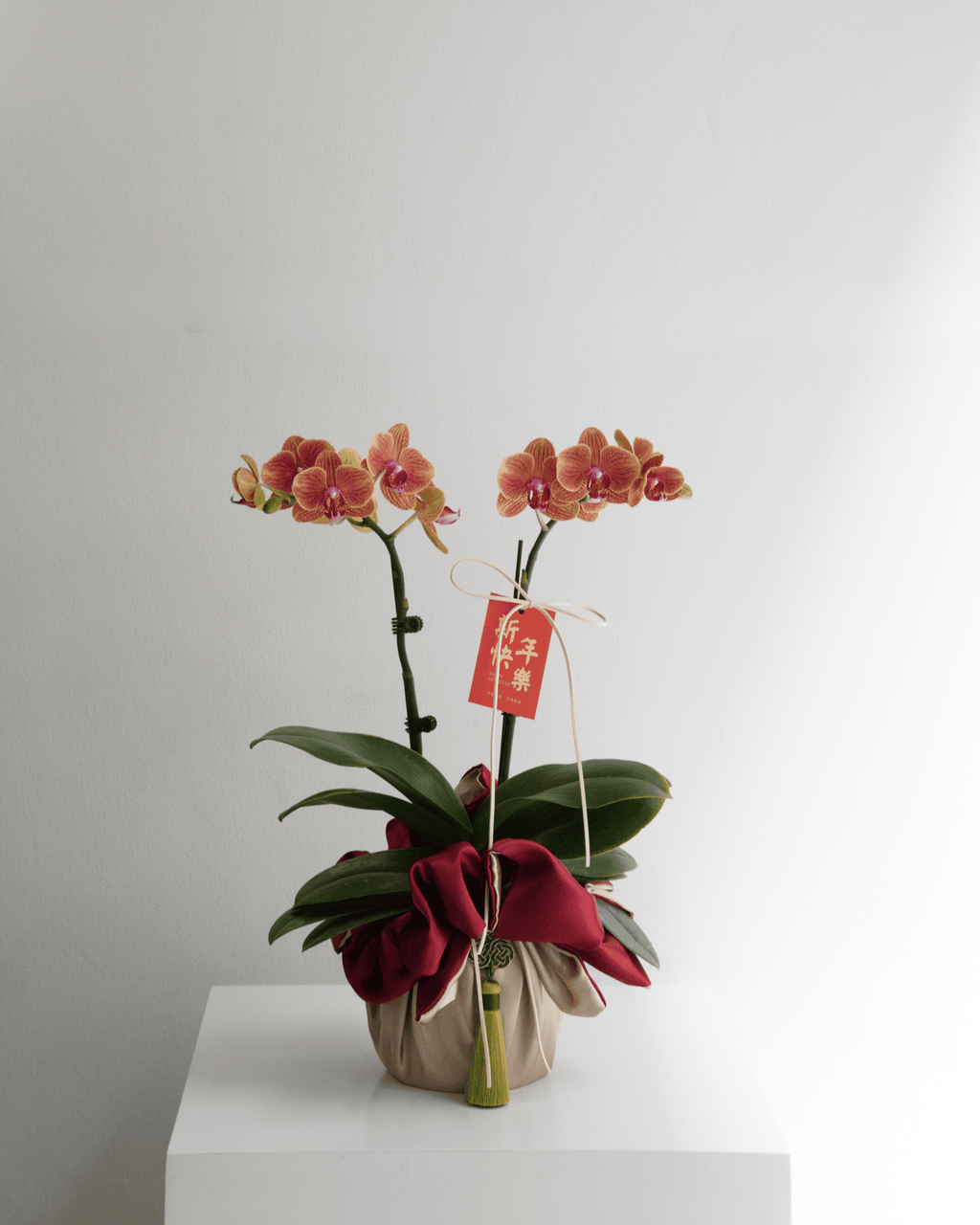 Double Stem Mini Orchid - Fiore Arte