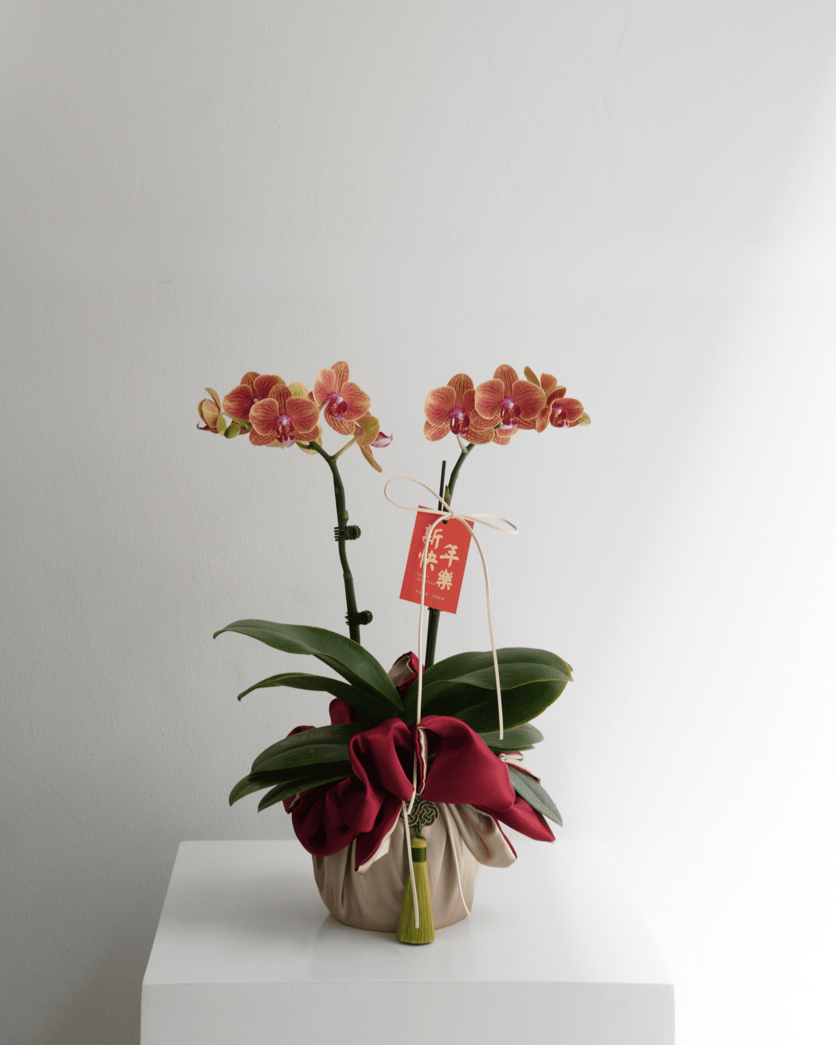 Double Stem Mini Orchid - Fiore Arte
